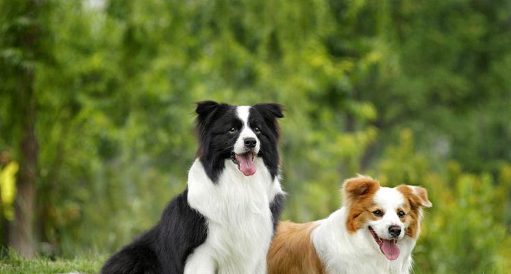 柯利犬过敏原及饮食注意事项（了解柯利犬的过敏源及如何饲养它们）