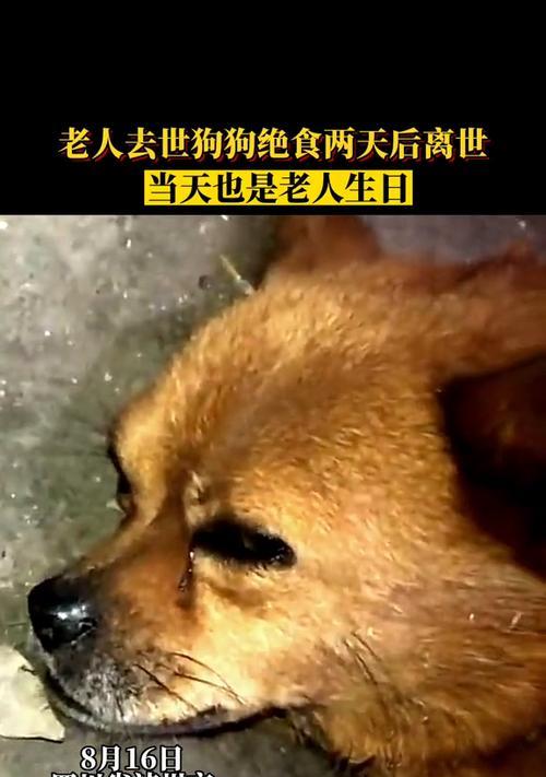 文章详情图片