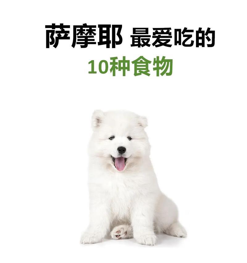 萨摩喜欢的生活方式（探索萨摩喜欢的活动和环境）
