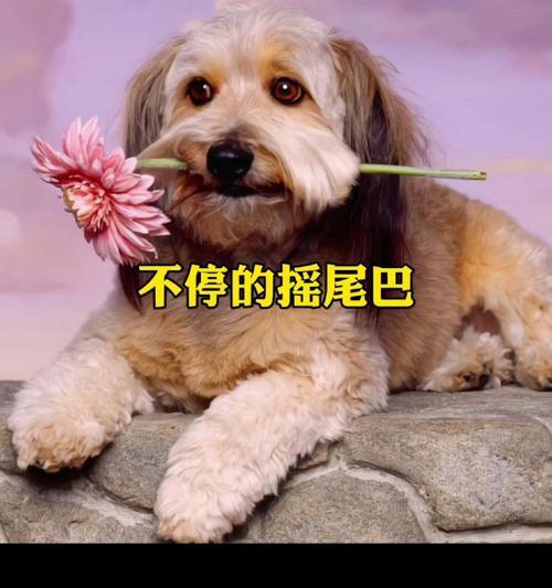 文章详情图片