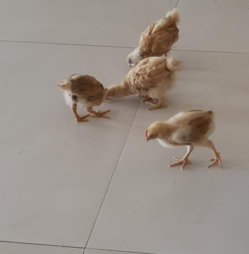 文章详情图片
