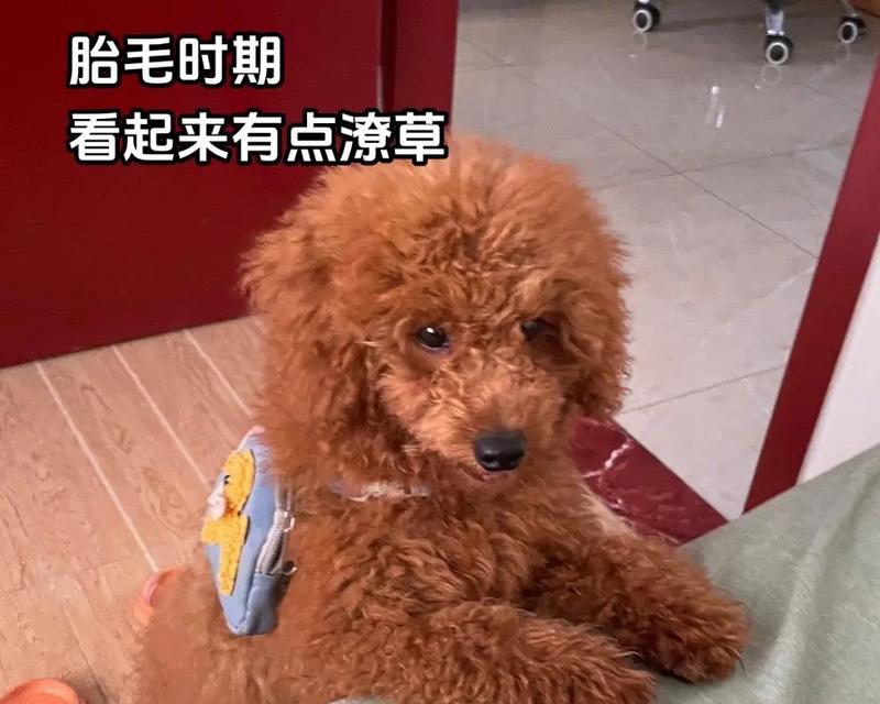 文章详情图片
