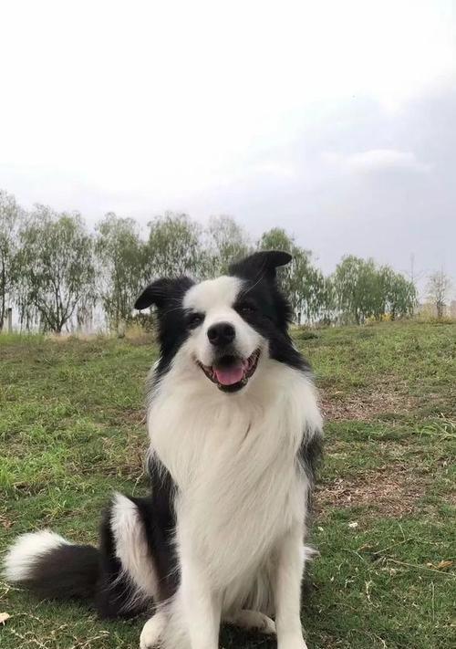 文章详情图片