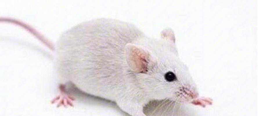 文章详情图片
