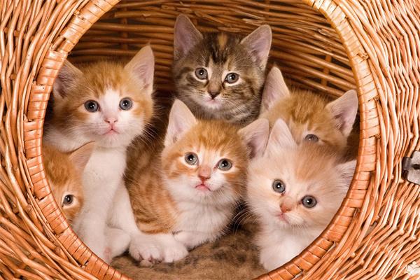 猫砂要多久换一次？