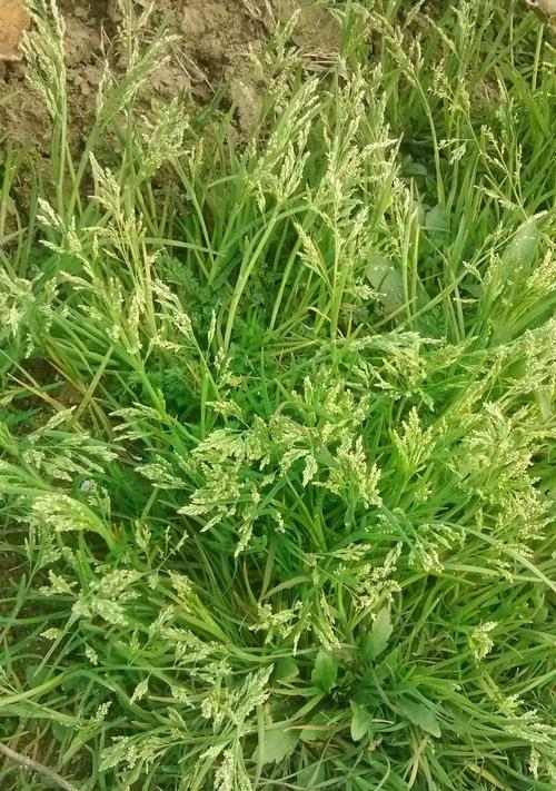 文章详情图片