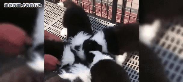 文章详情图片