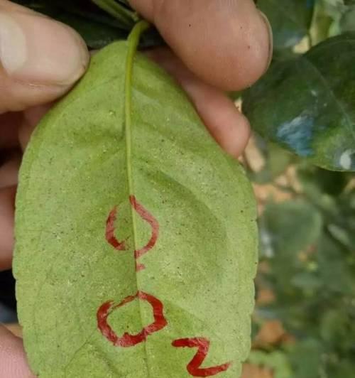 文章详情图片
