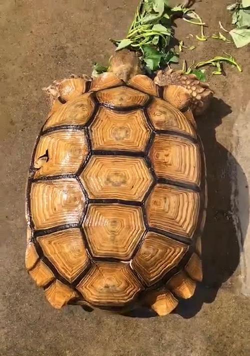 文章详情图片