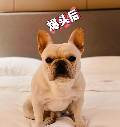 文章详情图片