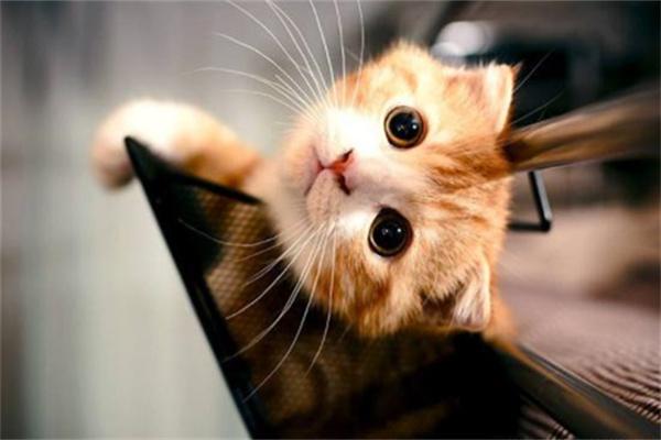 猫咪打架怎么阻止？