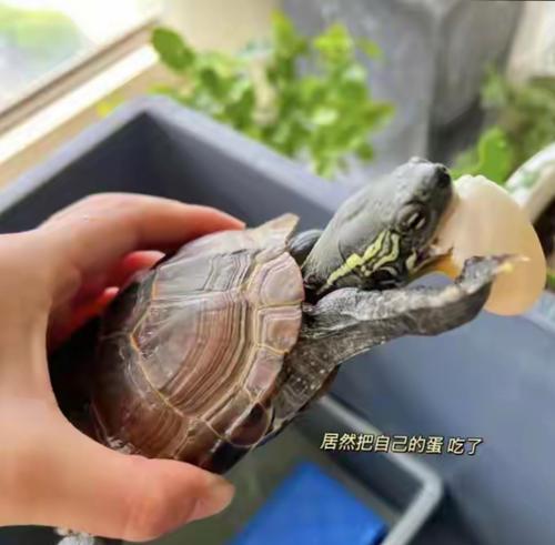 文章详情图片