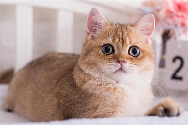 猫咪为什么会得皮肤癌？