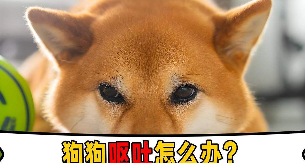 文章详情图片