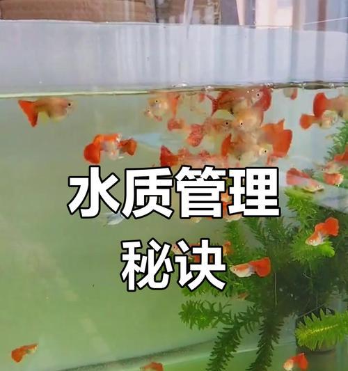 孔雀小鱼的水质管理（探索孔雀小鱼换水的最佳时间和方法，让它们生活得更健康）