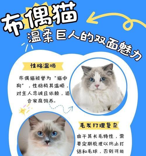 探秘罕见的双面猫——迷倒千万铲屎官（与阴阳脸共处一瞥猫的两面性）