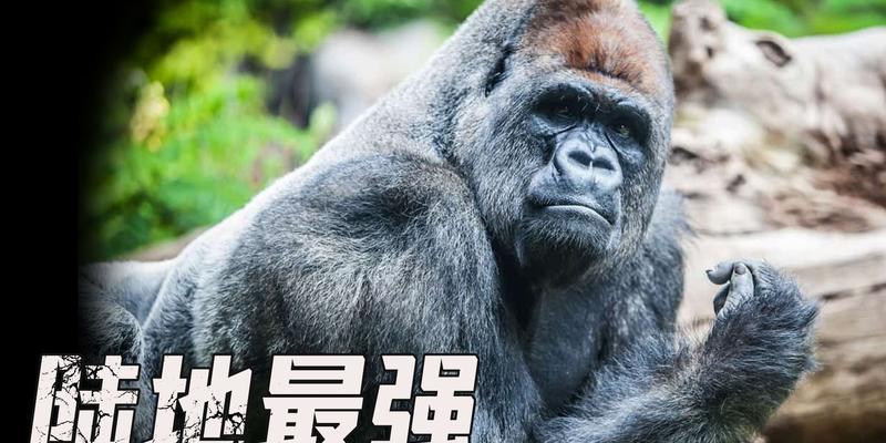 文章详情图片