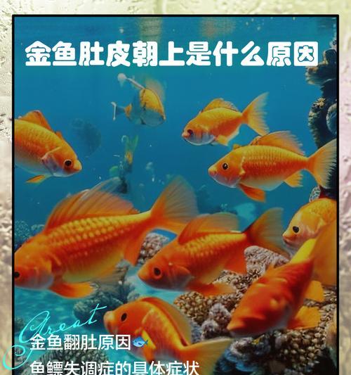 金鱼肠炎的康复时间及相关治疗方法（了解金鱼肠炎的病程及如何加速康复）