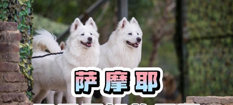 狗狗肠胃不好怎么办？（探讨狗狗肠胃问题的原因及解决办法）