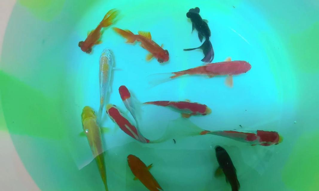 文章详情图片