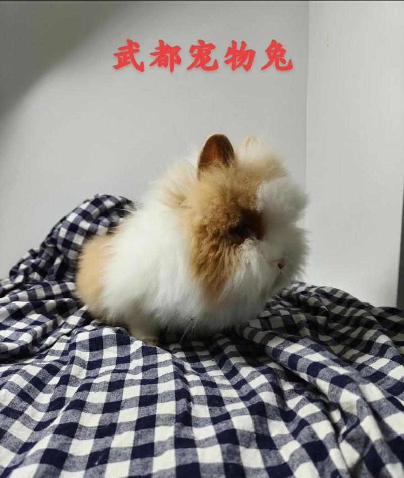 文章详情图片