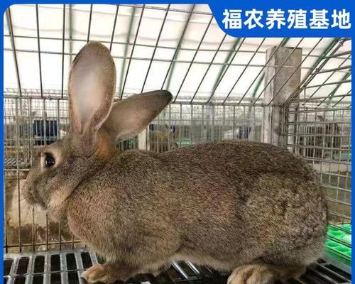 文章详情图片
