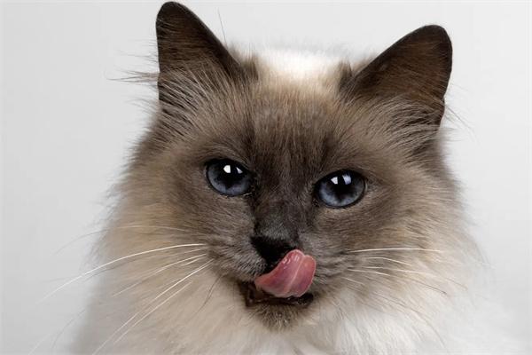 猫咪牙龈出血怎么办？