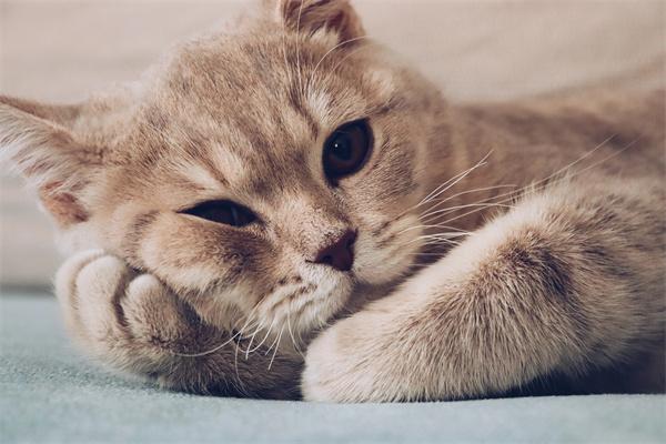 猫绝育