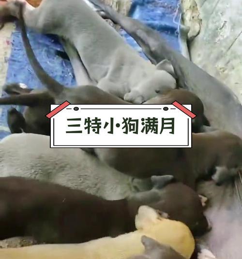 关于满月的家狗的饮食，你需要知道的一切（满月时家狗的饮食需求及建议）
