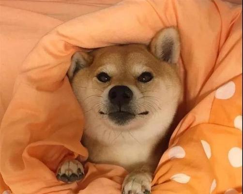 文章详情图片