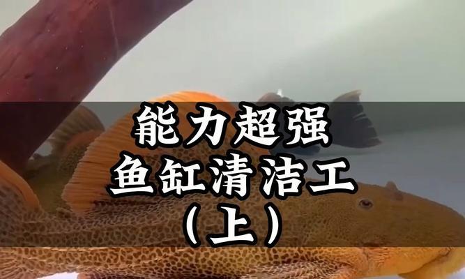 文章详情图片