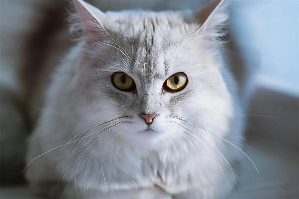 猫咪突然躁动不安是什么原因？