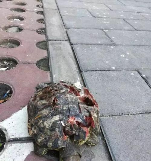 文章详情图片