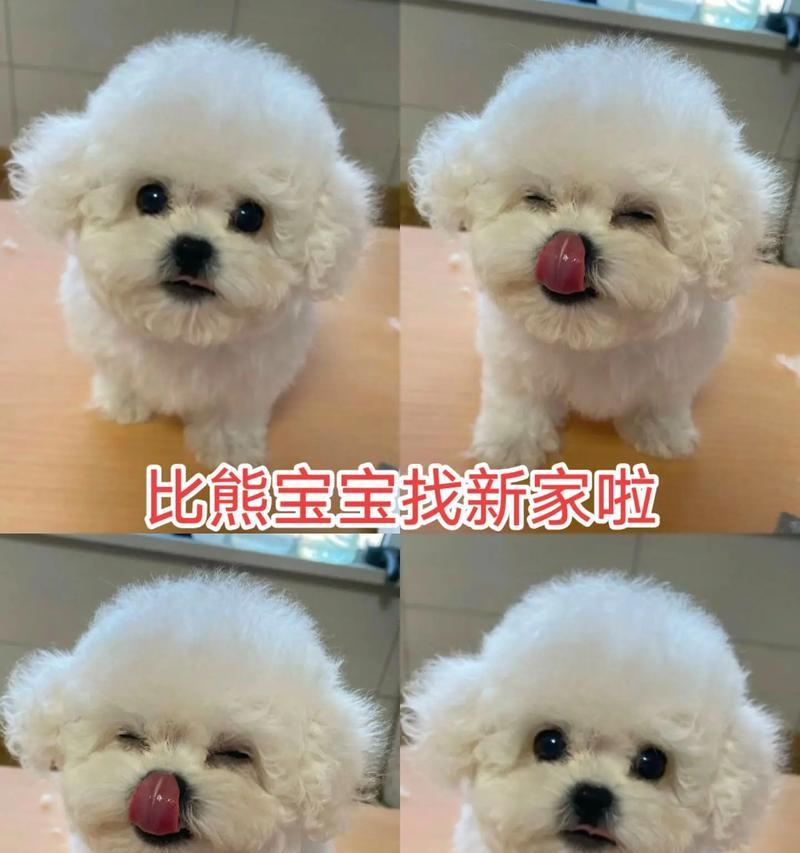 如何正确照顾3个月幼犬的比熊？（注意事项和关键提示，助你成为贴心的幼犬主人）