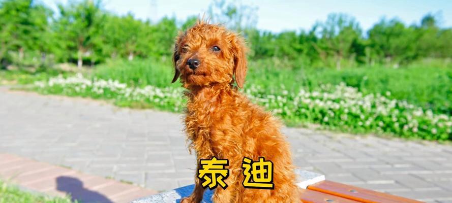 文章详情图片