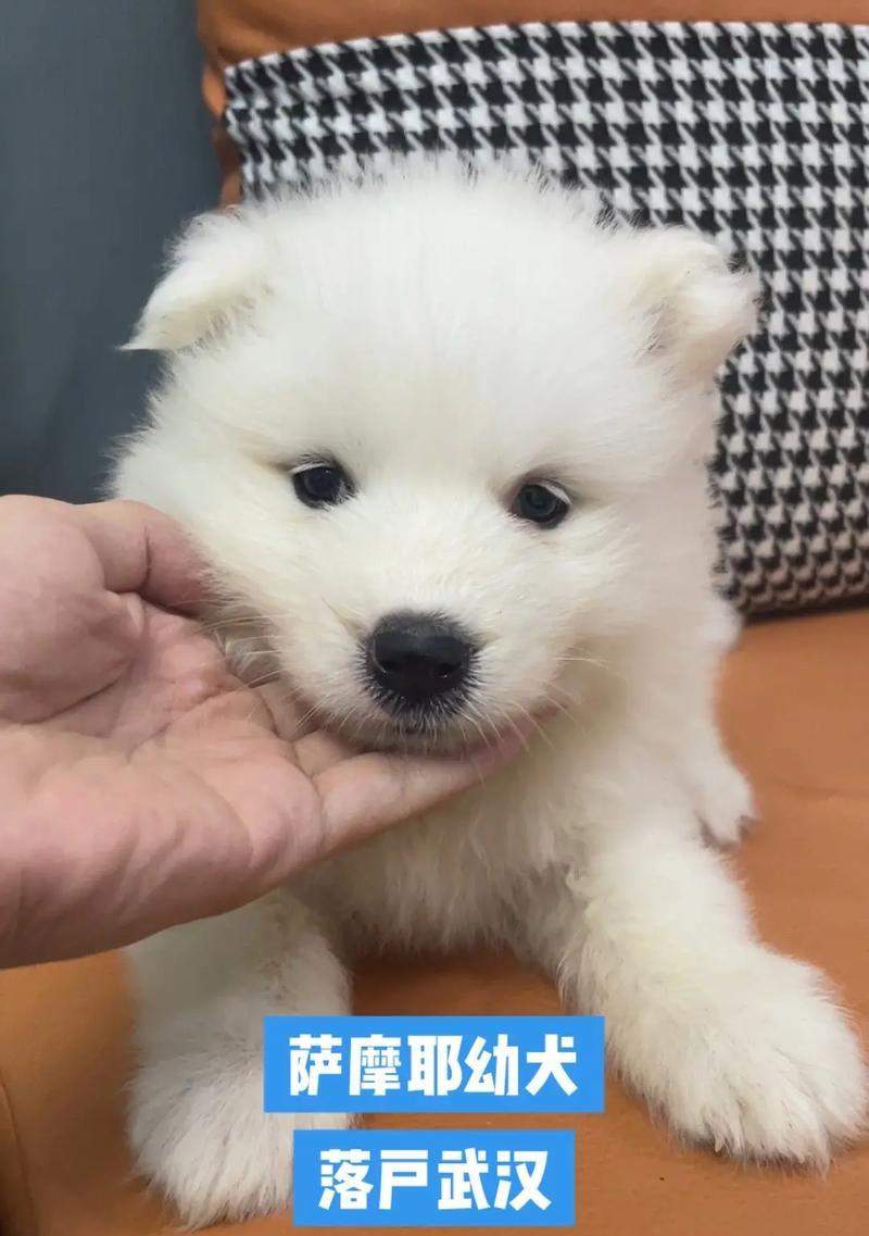 文章详情图片