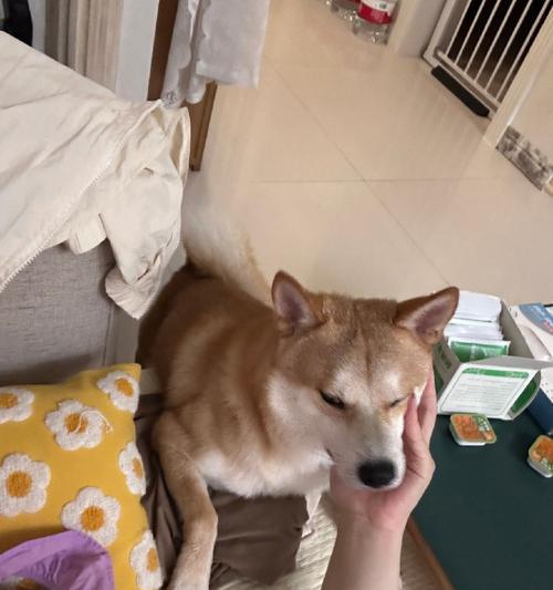 文章详情图片