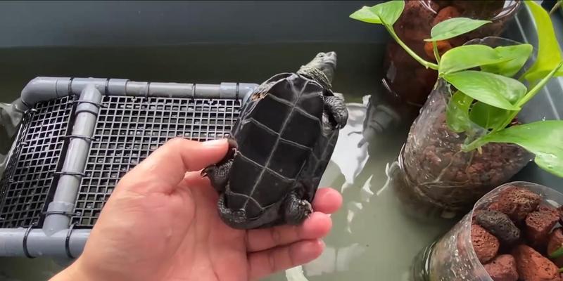 文章详情图片