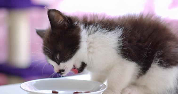 小猫的饮食需求与最佳喂养方式（科学喂养小猫，让它健康成长）