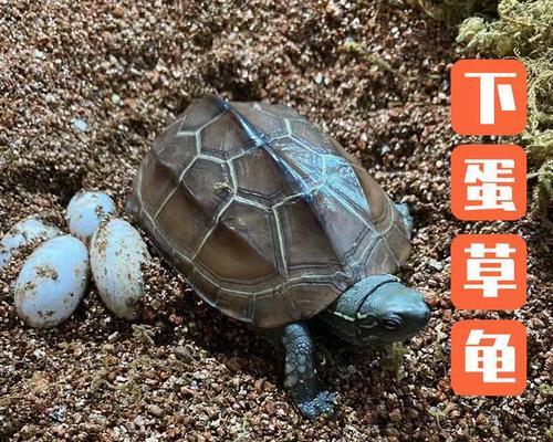 文章详情图片