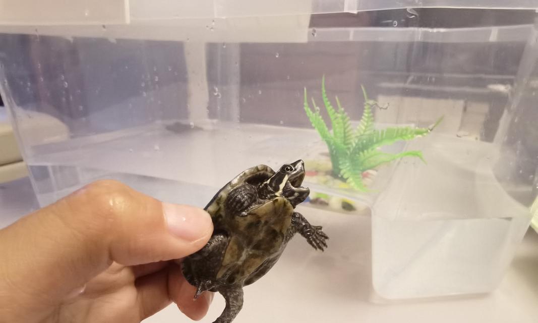 文章详情图片