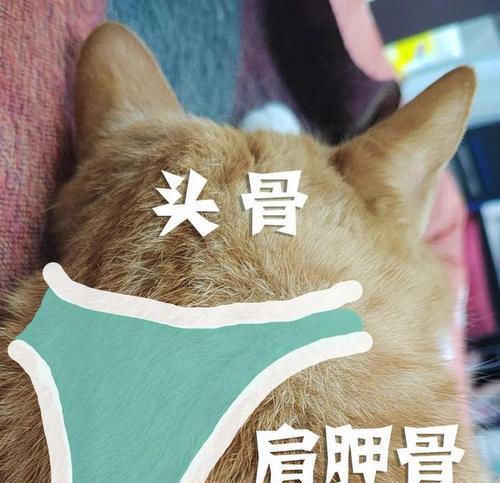文章详情图片