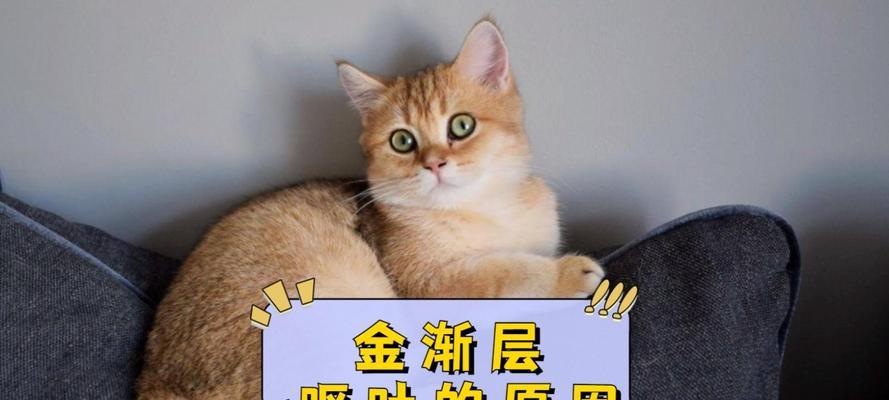 文章详情图片