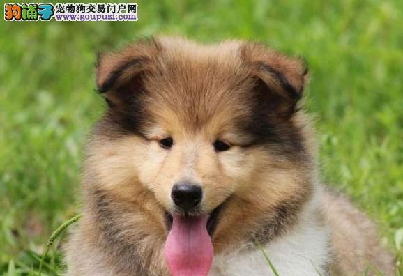 文章详情图片