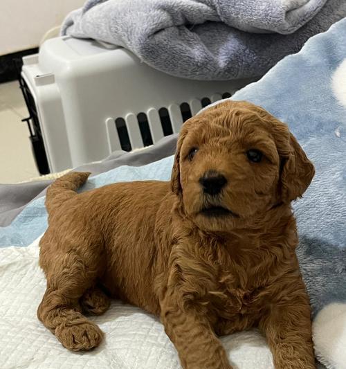 文章详情图片