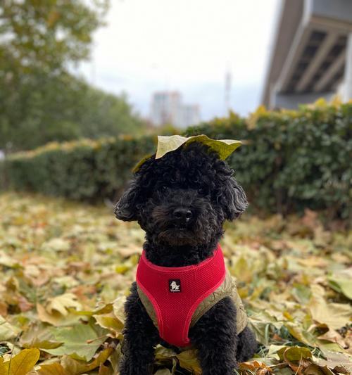 文章详情图片