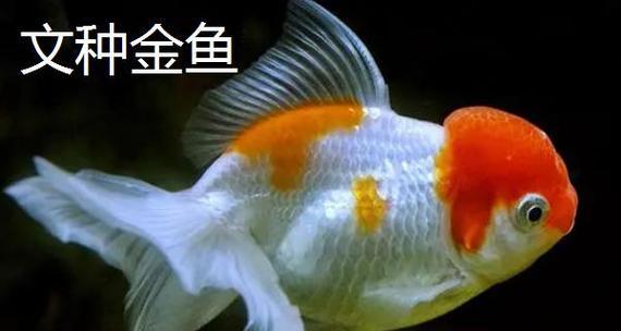 文章详情图片