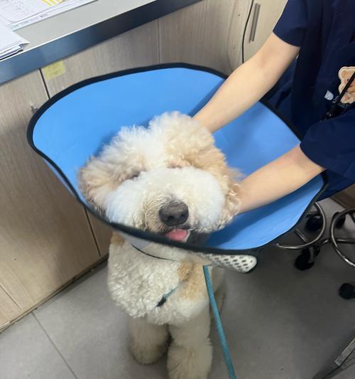 文章详情图片