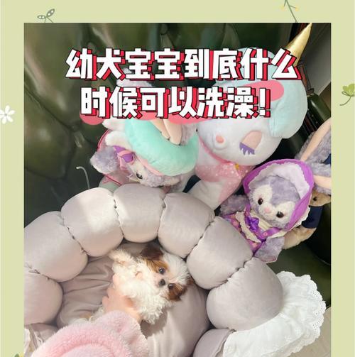 幼犬感冒后合适的洗澡时间（了解幼犬感冒康复情况，科学安排洗澡时间）