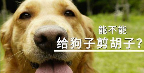 文章详情图片